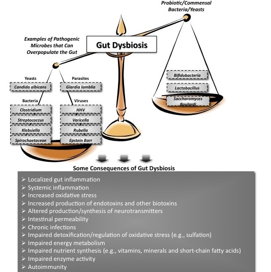 cropGut Dysbiosis and Consequences