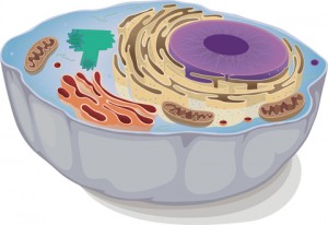 Mitochondrial Dysfunction and Autism
