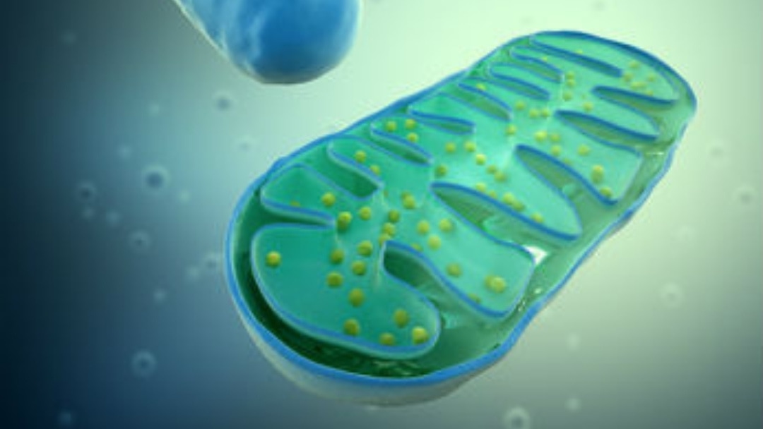Does Mitochondrial Dysfunction Finally Connect the Diverse Medical Symptoms We Now See in Children With Various Health Problems?