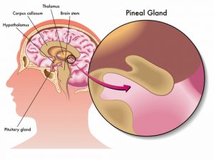 The Hypothalamus, Pituitary and Pineal Glands