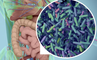 The Gut and Immune Function