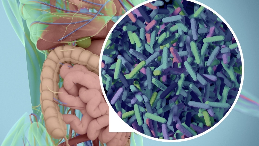 The Gut and Immune Function